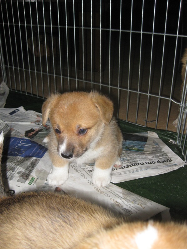 Puppies